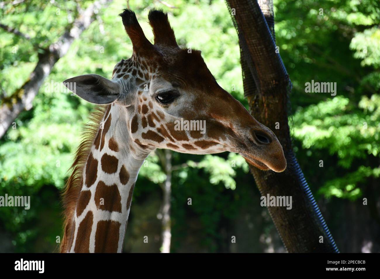 Portland Zoo Photo's Stock Photo Alamy