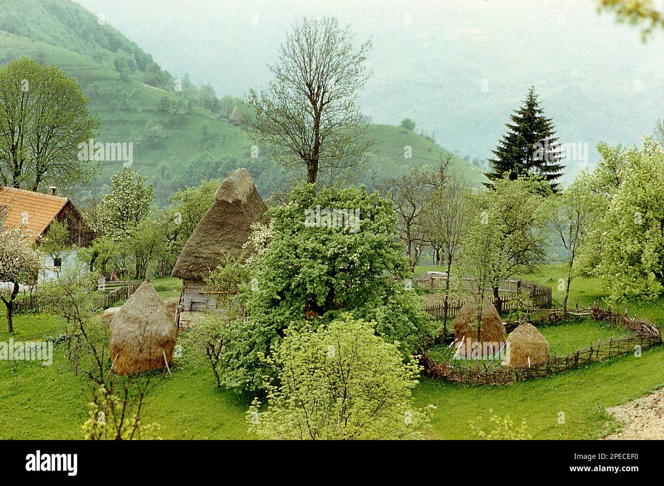 Hunedoara County, Romania, 1980. A rural property in the Orastiei Mountains, with a house, a traditional thatched straw roof shed, and haystacks. Stock Photo