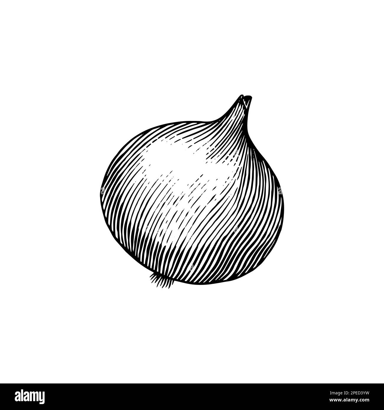 Onion bulb. Hand drawn with ink in vintage style. Linear graphic outline design. Detailed vegetarian food. Vector illustration for label, poster Stock Vector