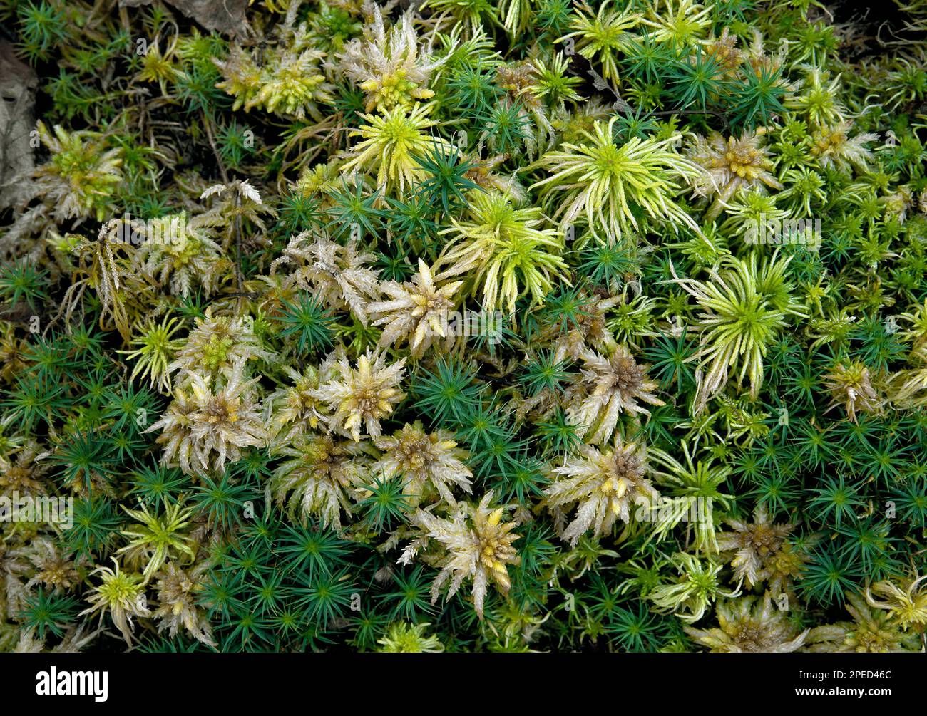 A variety of moss growing in one location in Pennsylvania’s Pocono Mountains Stock Photo