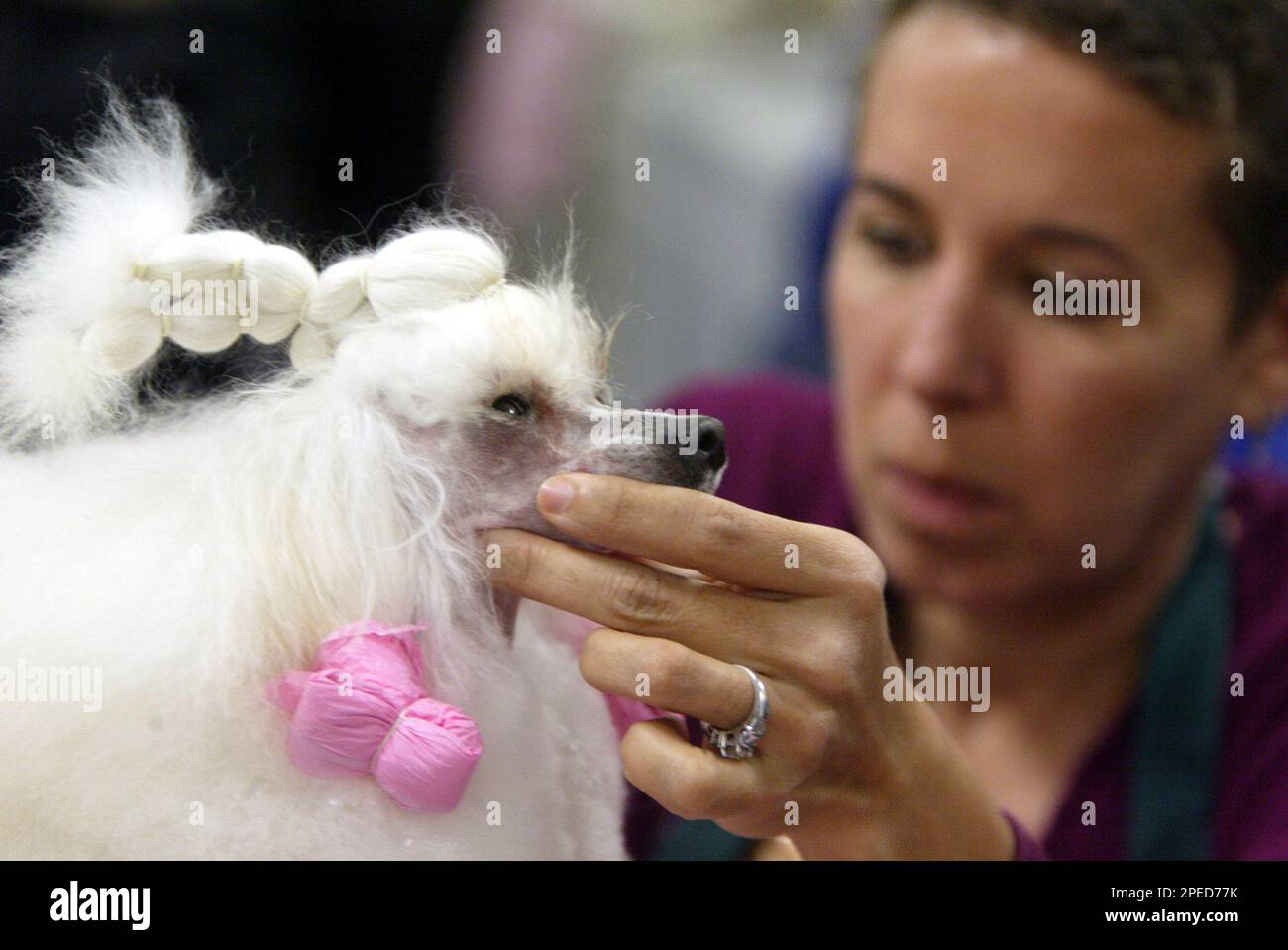 Pierce a 2 year old Toy Poodle is groomed by his handler Kim
