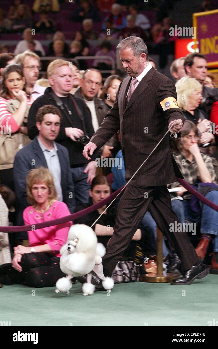 Coleman, a 4yearold Toy Poodle is presented by his handler, Timothy Brazier, during