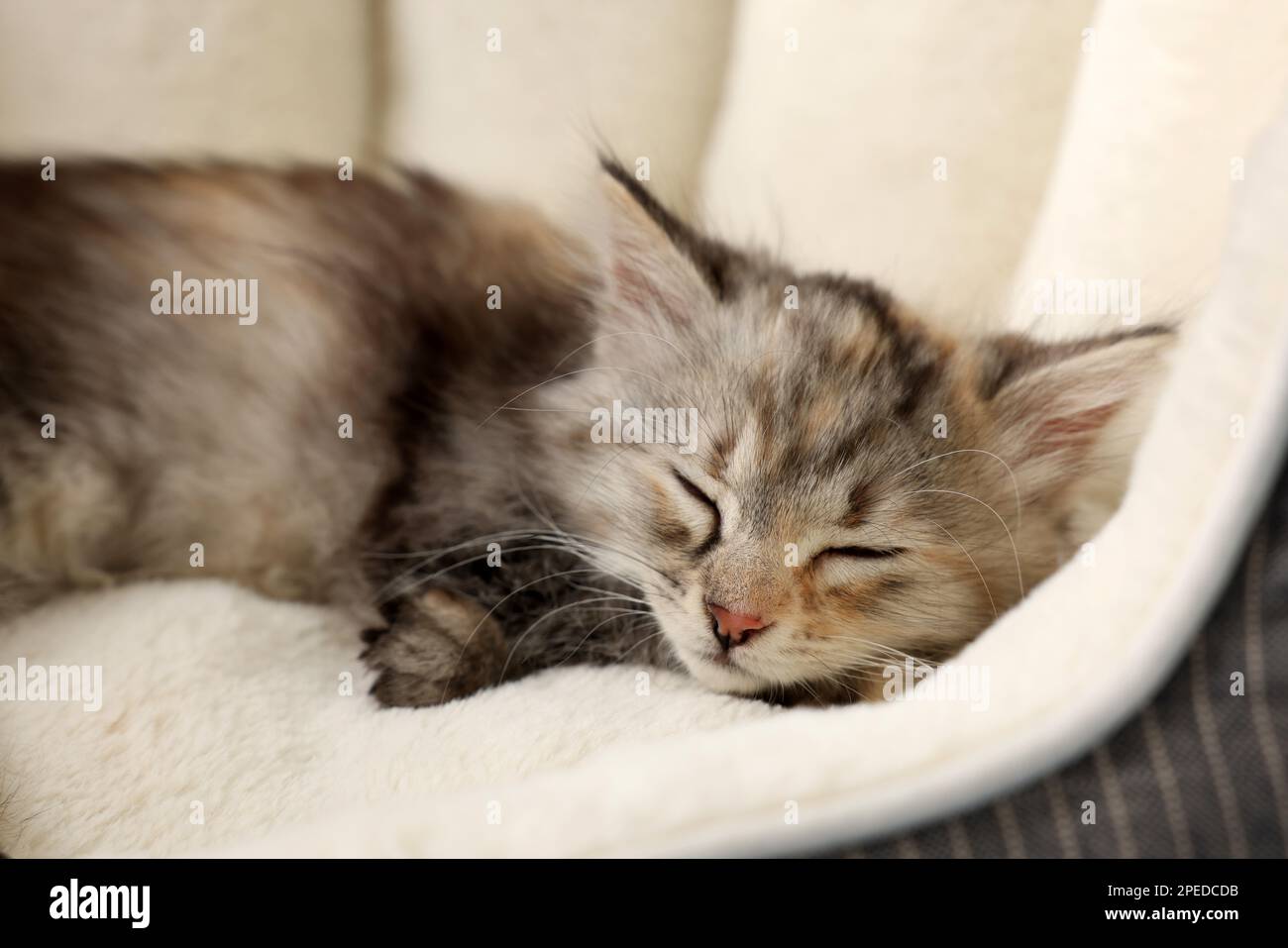 cute-fluffy-kitten-sleeping-on-pet-bed-stock-photo-alamy