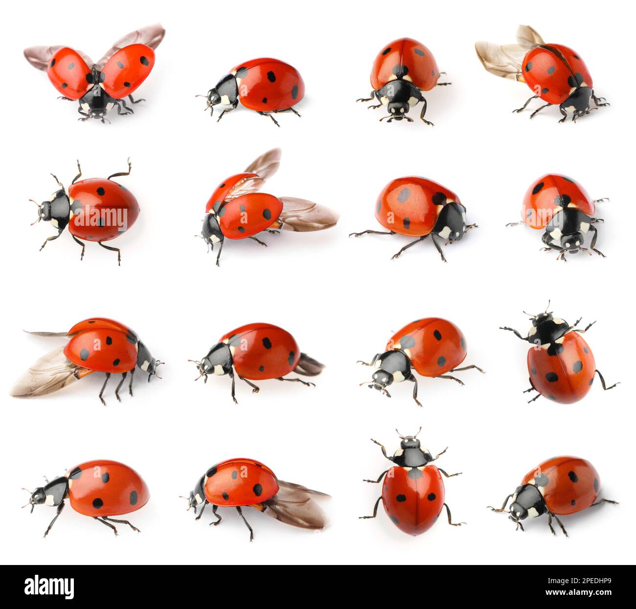Set with beautiful ladybugs on white background Stock Photo - Alamy