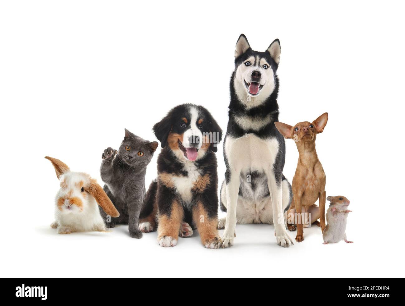 Group of cute pets on white background Stock Photo Alamy