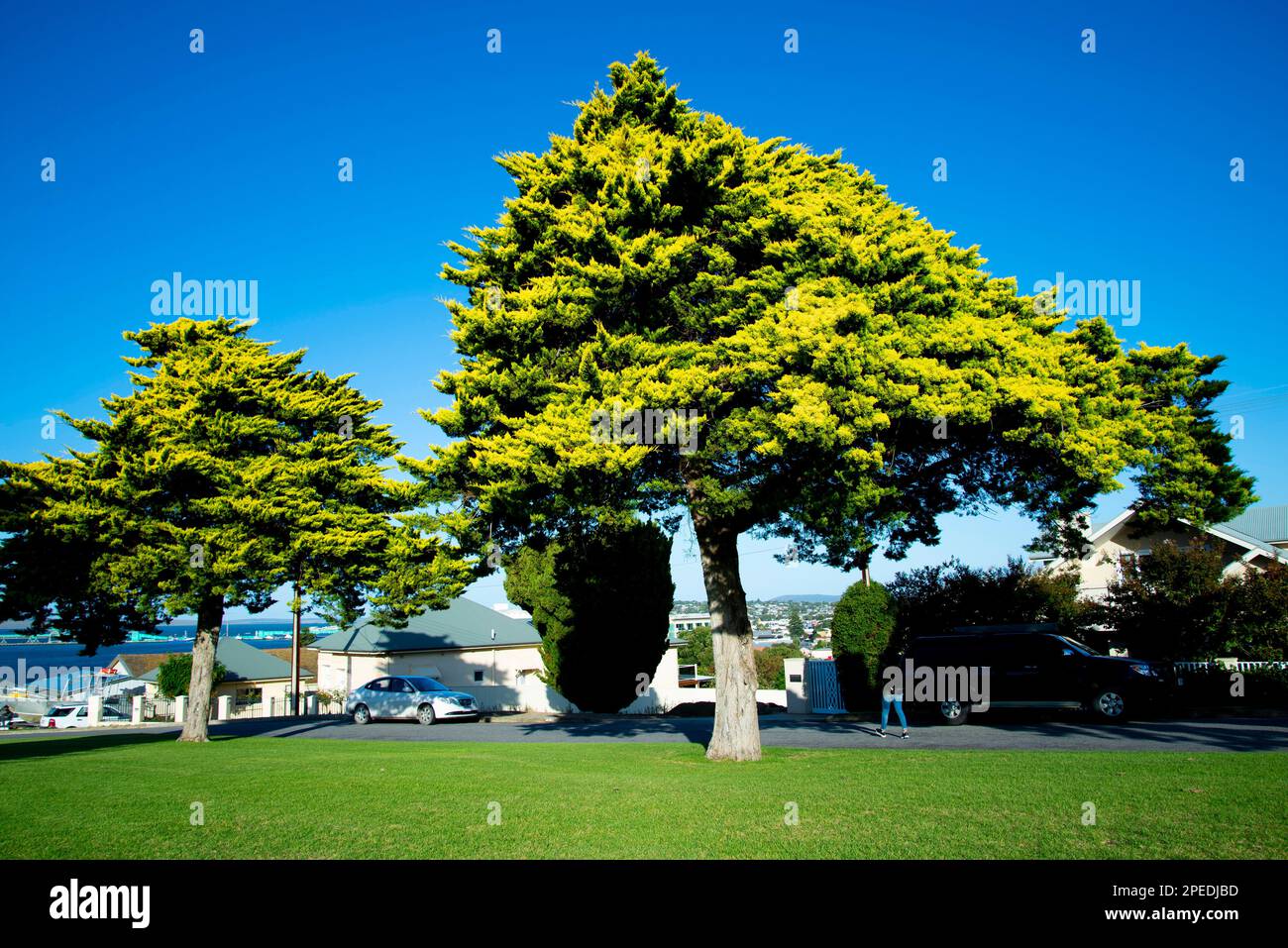Mature Specimen of Castlewellan Leyland Cypress Tree Stock Photo