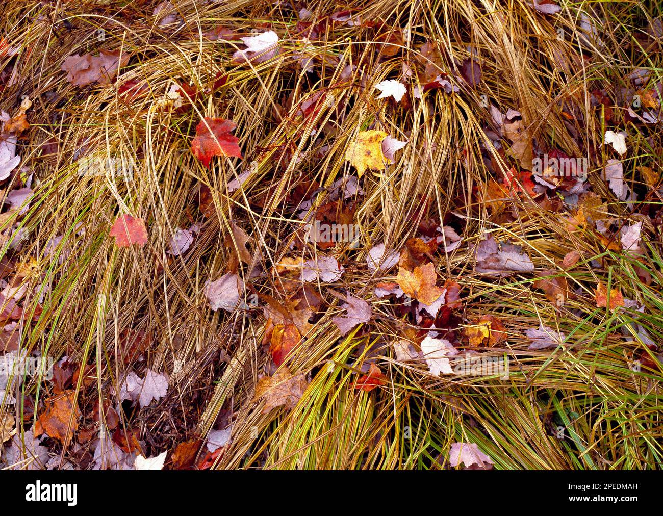Tussock Sedge and autumn leaves in Rosecrans Bog, Clinton County, Pennsylvania Stock Photo