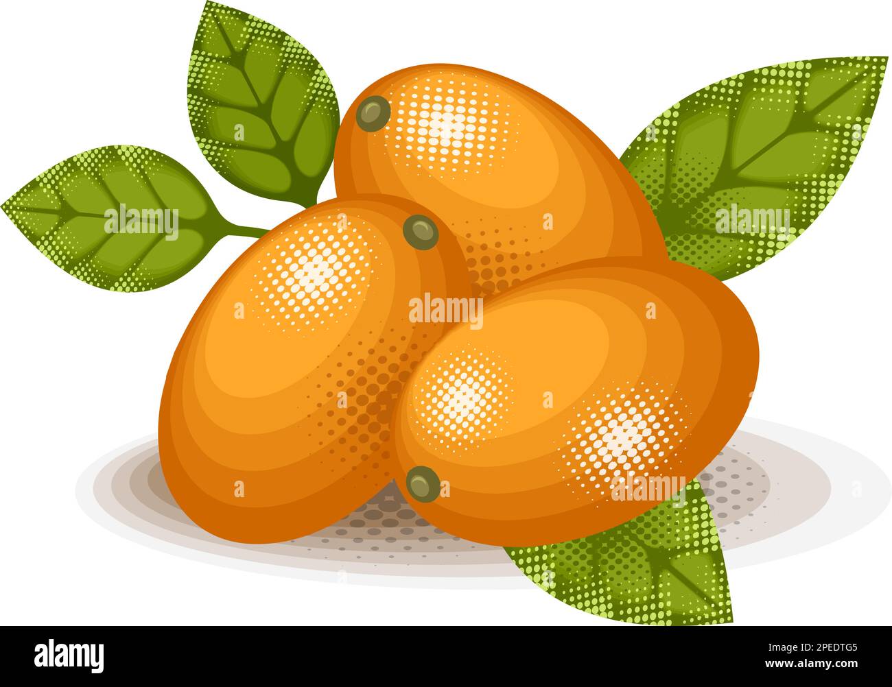 Kumquat stylized cartoon illustration Stock Vector Image & Art Alamy