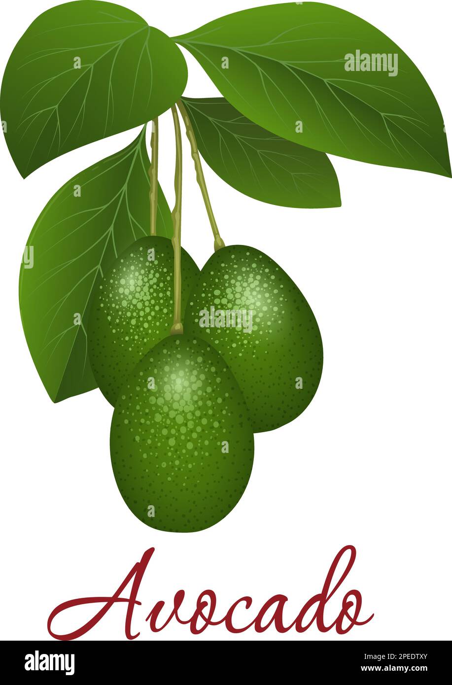 Cartoon avocado branch Stock Vector