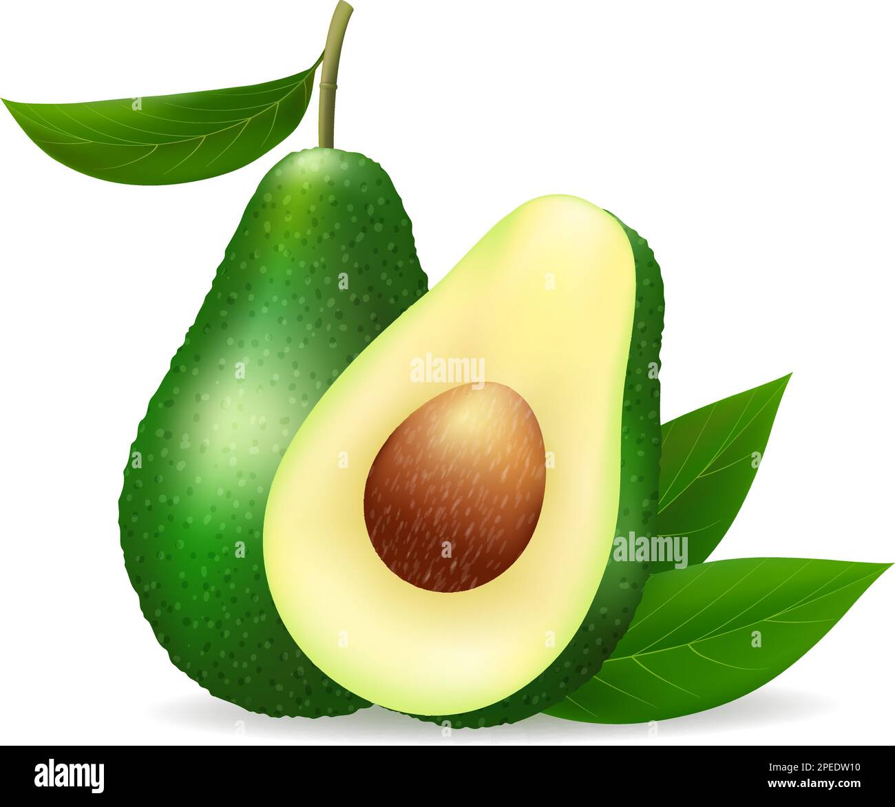 Alligator pear fruit Stock Vector Image & Art Alamy