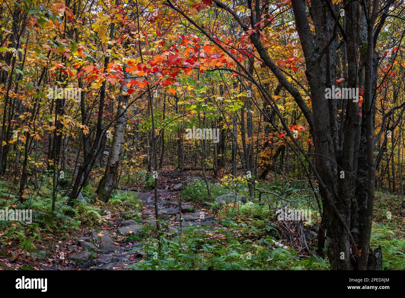 Autumn orange and red maple leaves at Mont Tremblant, Quebec, Canada. Stock Photo