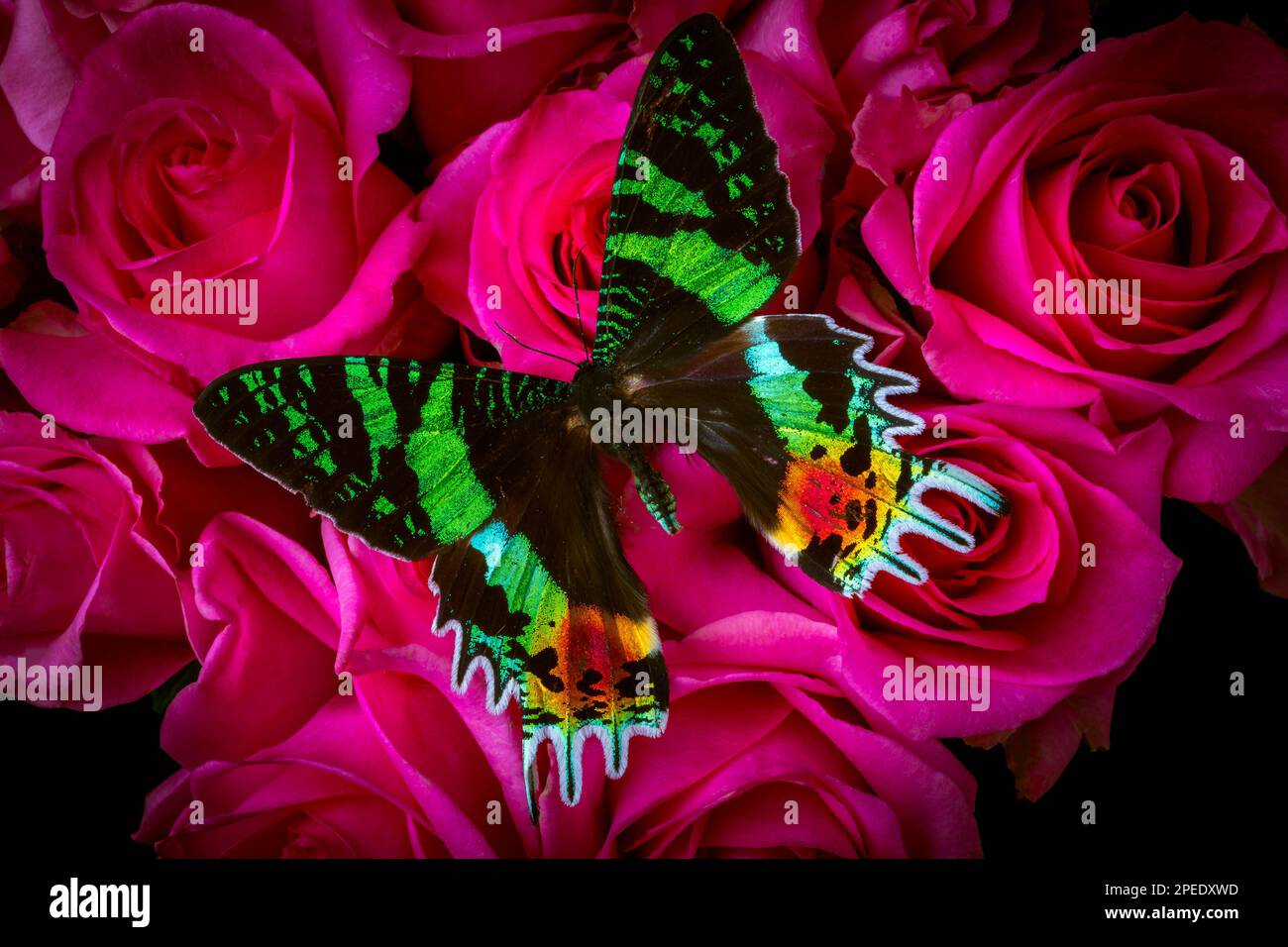 Black And Green Butterfly Stock Photo Alamy