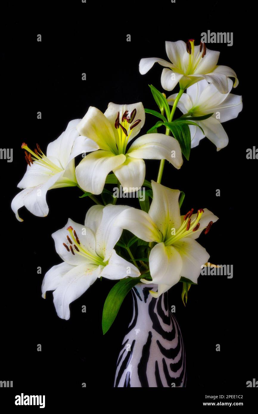 Striped Vase Of White Lillies Stock Photo