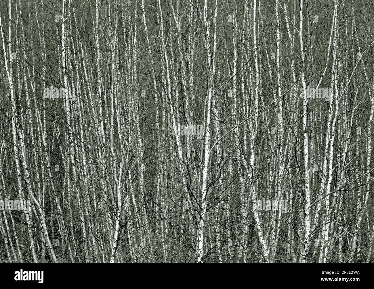 Pennsylvania game lands Black and White Stock Photos & Images Alamy