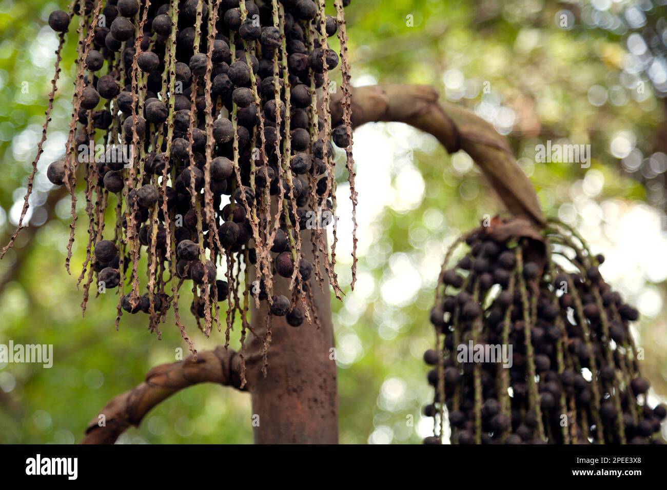 Bunch of black ripe acai berries hanging from a palm tree. Acai grape