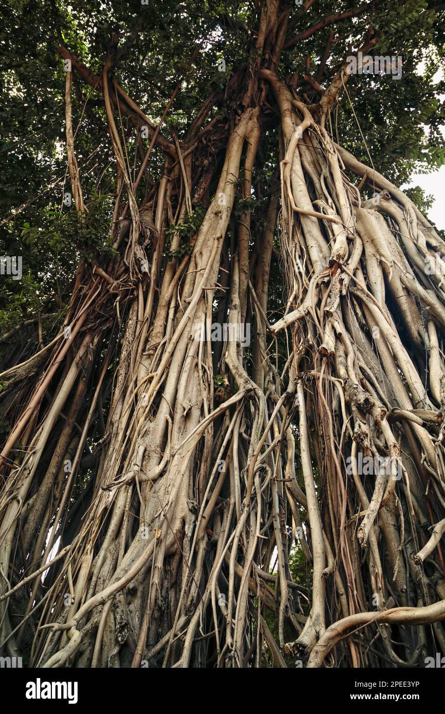 Big banyan tree trunks with hanging roots. Old tree tangled roots textured background Stock Photo