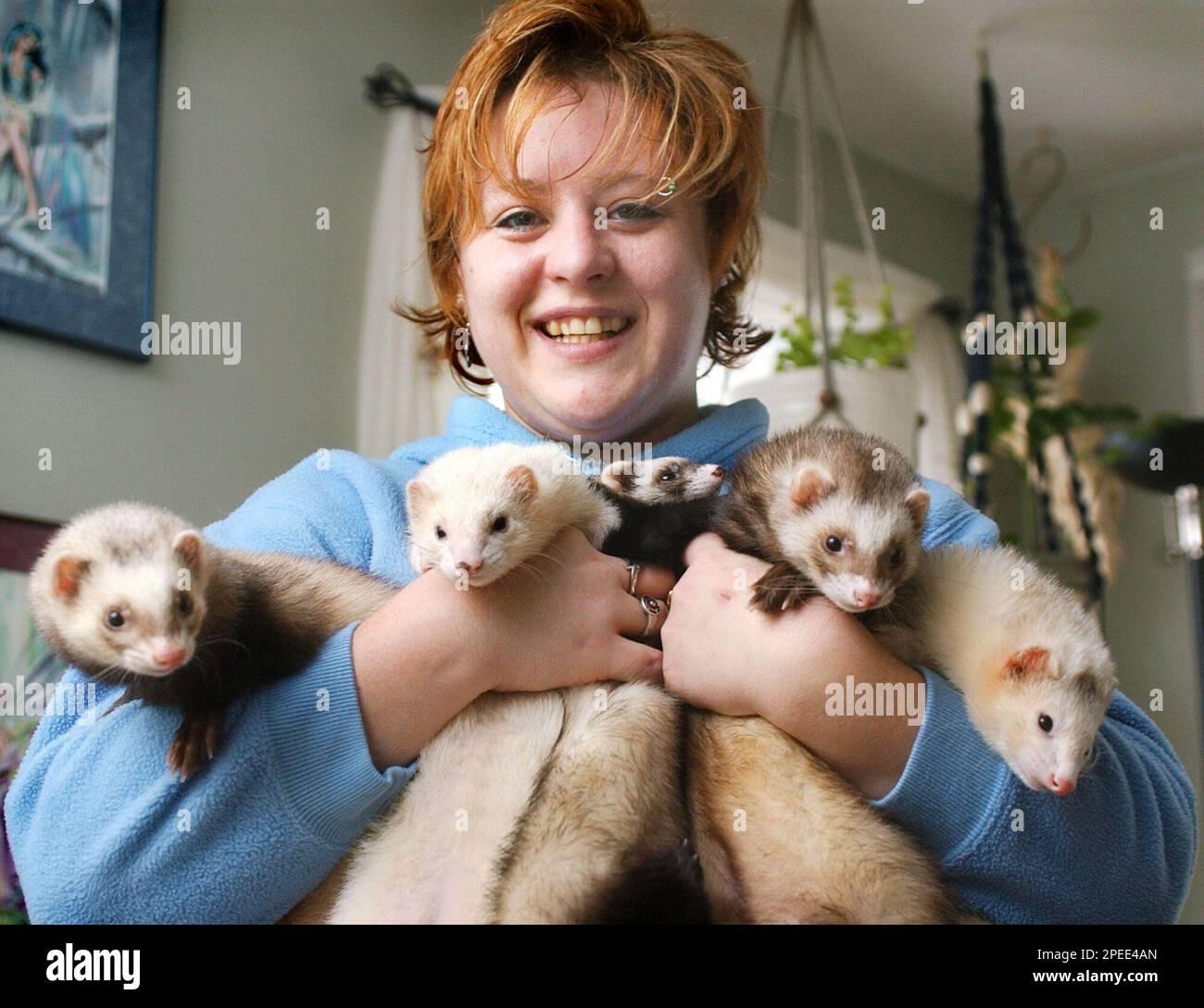 St. Cloud, Minn., resident Vicki Johnson poses with five of her seven inquisitive pet ferrets