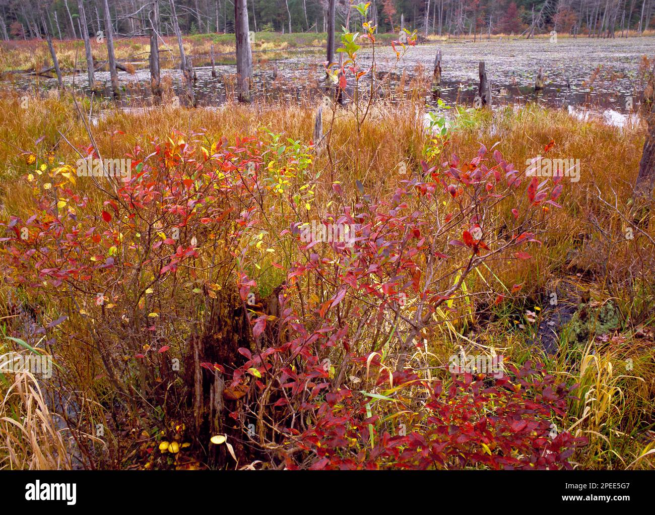 Rosecrans Bog Sate Forest Natural Area in a beaver enhanced wetland in Clinton County, Pennsylvania Stock Photo