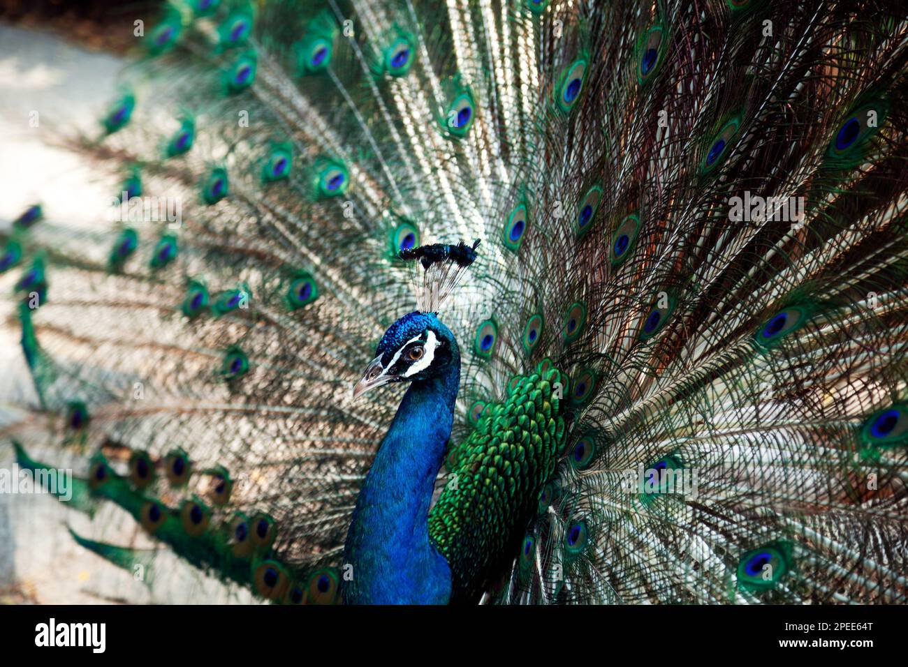 Elegant peacock displaying its tail as part of mating ritual. Blue and green male peafowl showing train feathers Stock Photo