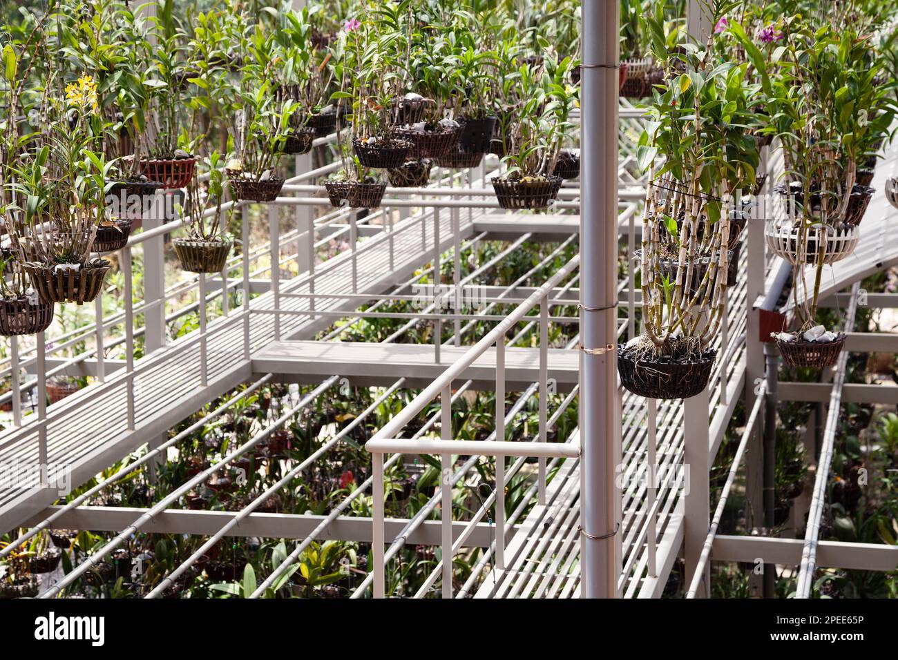 Many decorative plants growing in a hothouse for retail. Lots of flowers planted in pots at a plant nursery Stock Photo