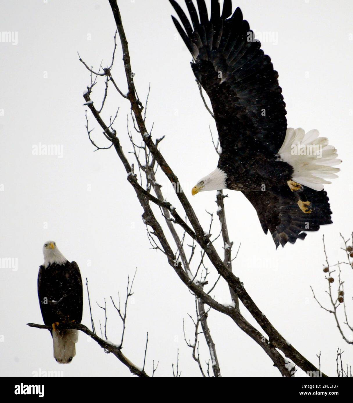 Bald Eagle & Cardinal near the Iowa River, South of Iowa Ci…