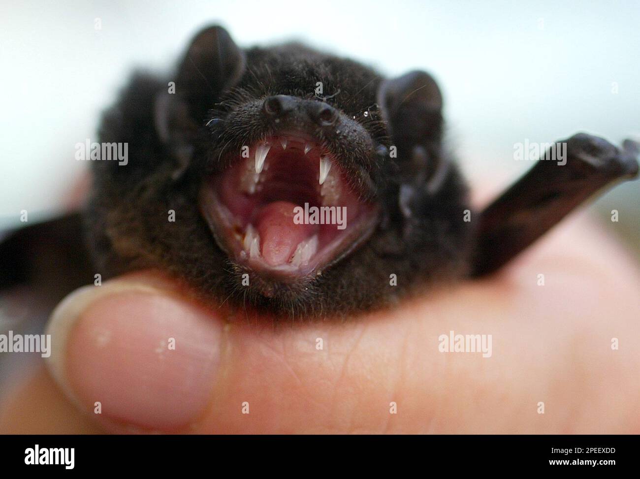 An adult female Gould's Wattle Bat (microchiroptera) eats a meal worm ...