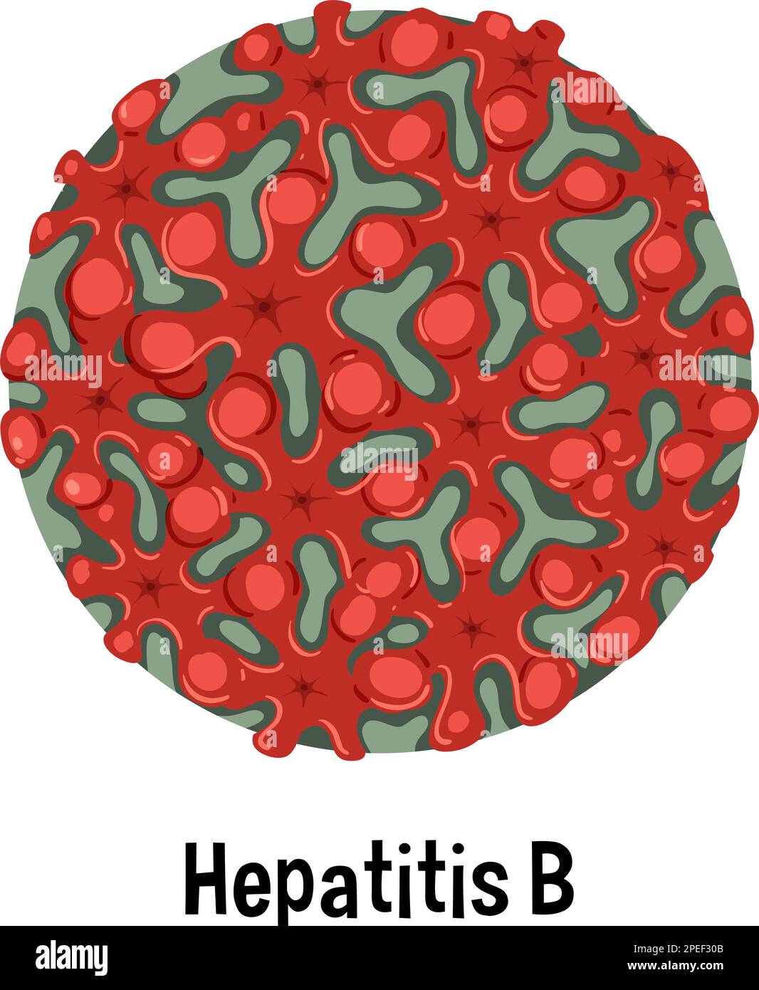 Hepatitis B virus with text illustration Stock Vector Image & Art - Alamy