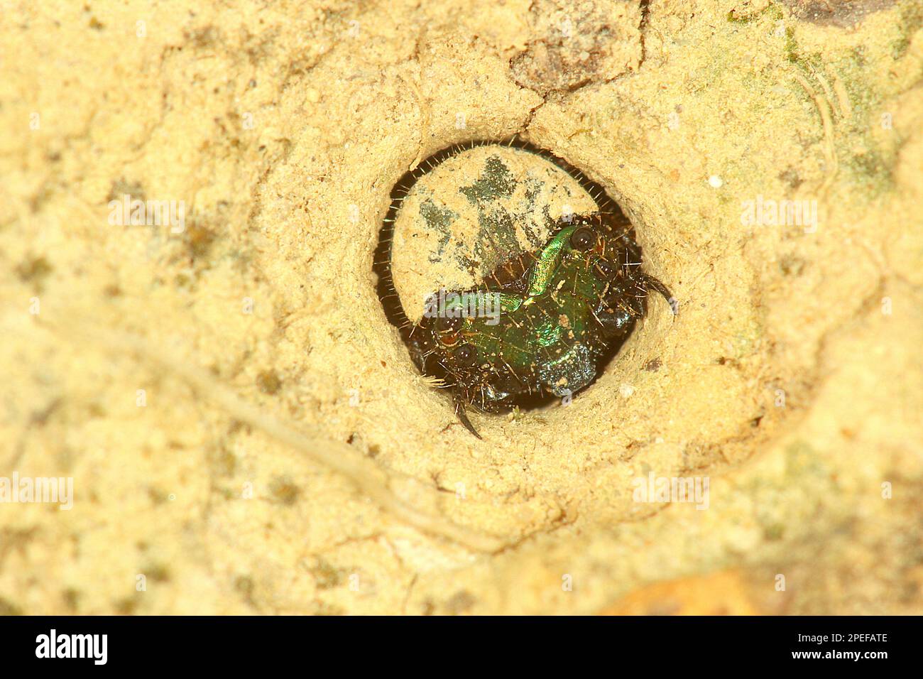 Tiger beetle (Neocincinidela sp.) at burrow entrance Stock Photo Alamy