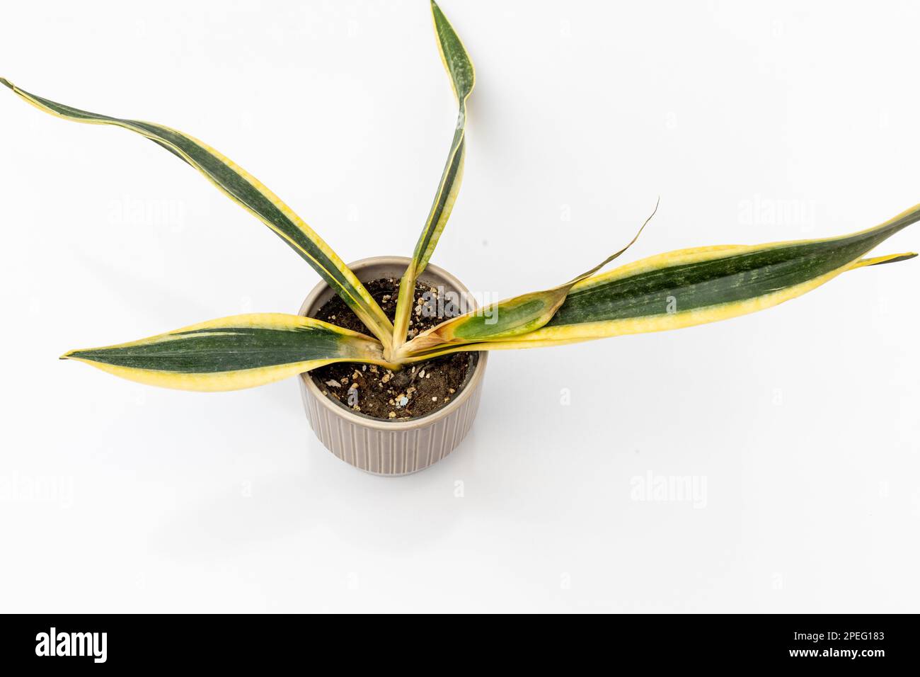 Sansevieria Trifasciata black gold root rot plant isolated on white background Stock Photo