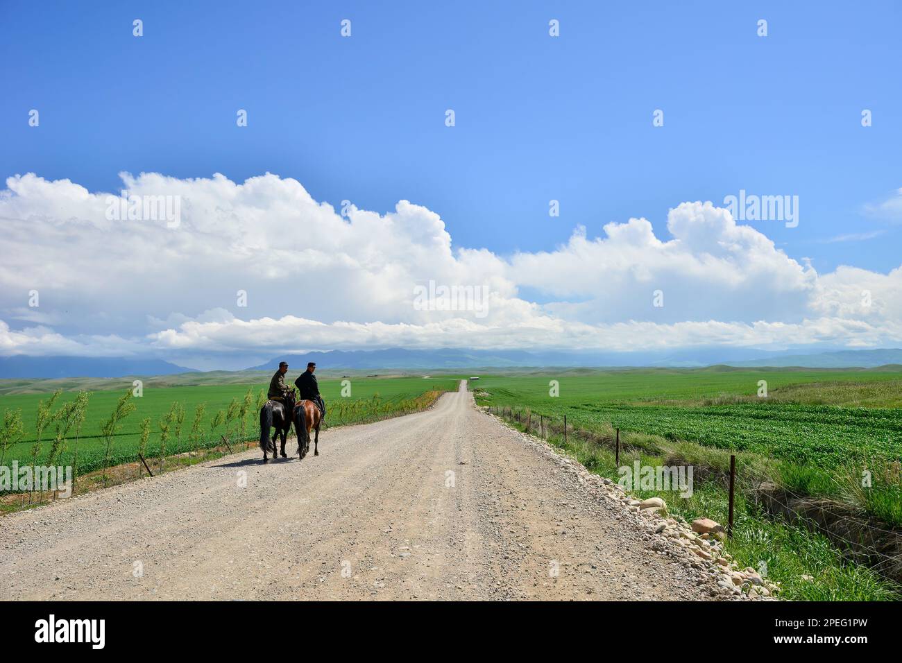 The horses on the Kalajun prairie in Xinjiang are important partners and friends in the life of herdsmen Stock Photo