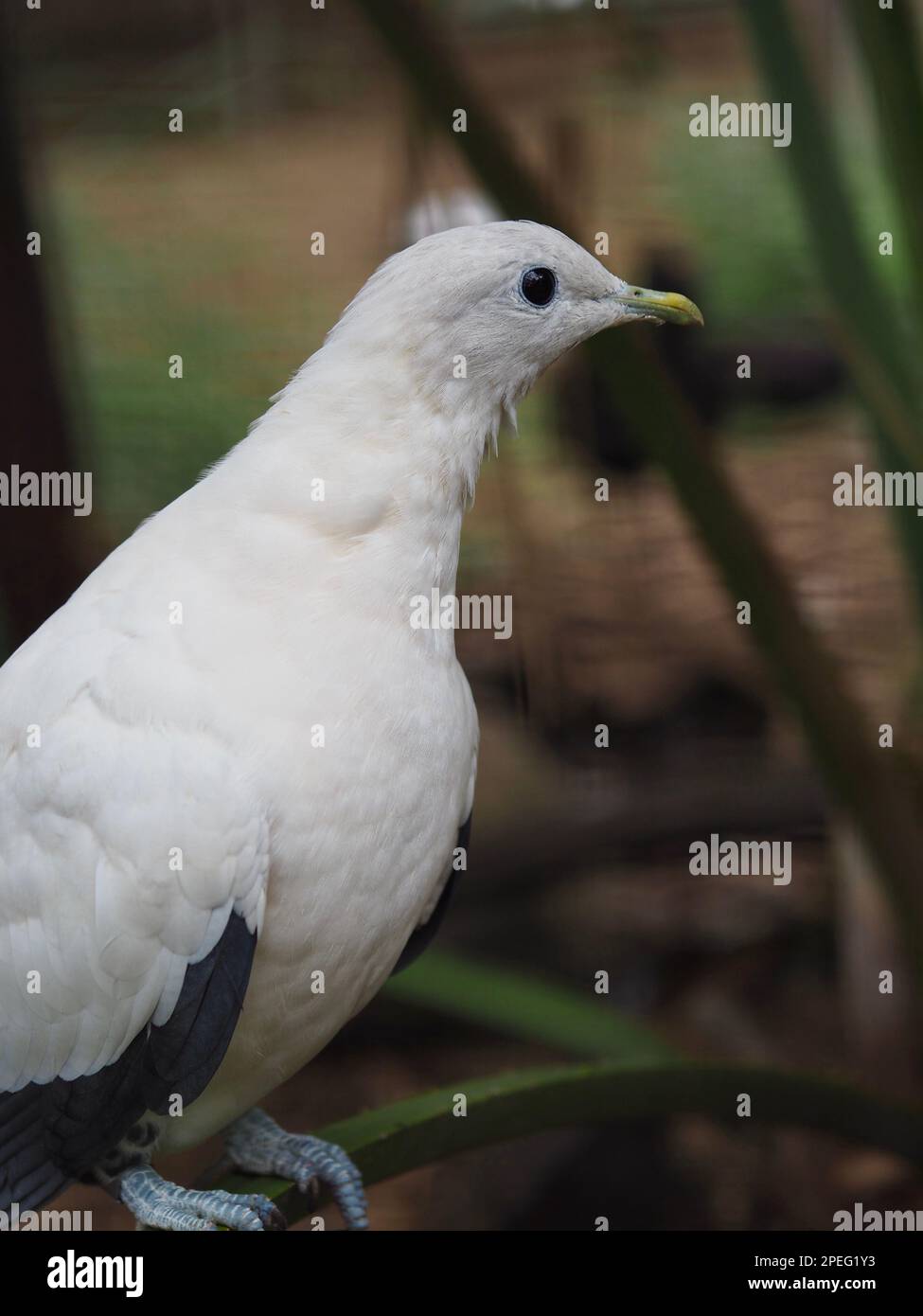 A closeup portrait of a spectacular Pied Imperial Pigeon with sparkling eyes and impeccable plumage. Stock Photo