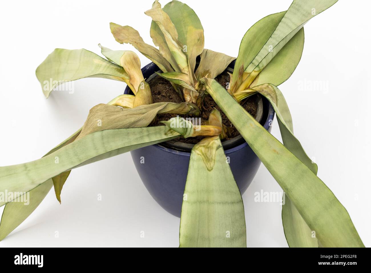 strelitzia bird of paradise Bird of Paradise White, Strelitzia Nicolai