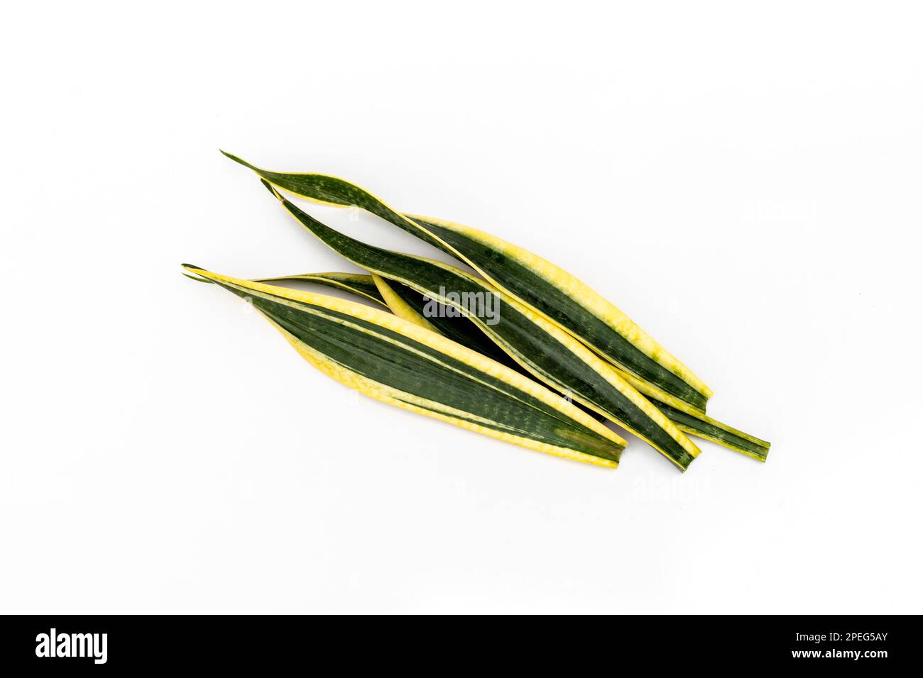 Sansevieria Trifasciata black gold leaves cuttings isolated on white background Stock Photo