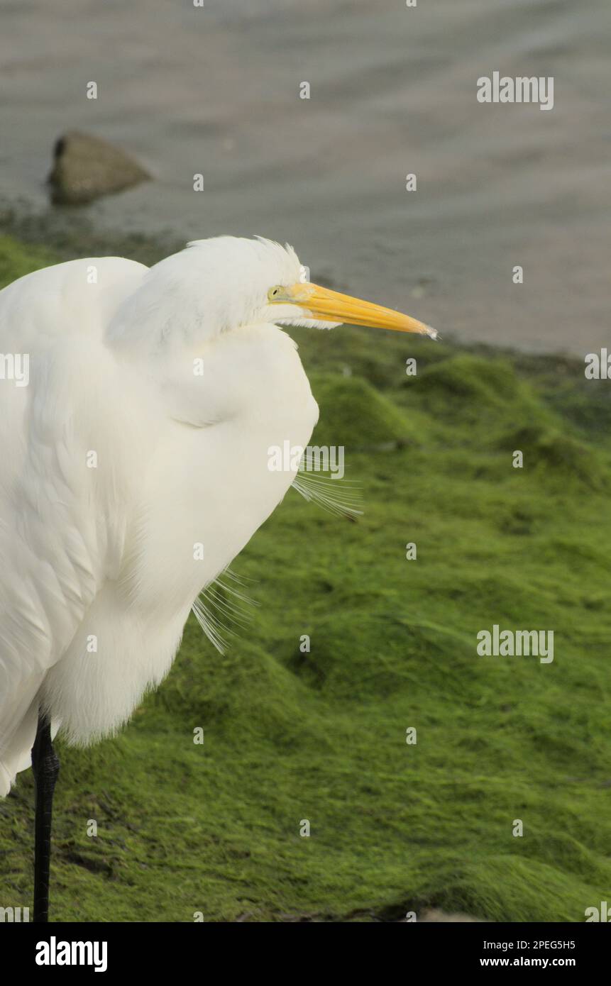 Single egret beauty of mother nature, close up of this magnificent bird at wetlands refuge Huntington Beach, CA. Stock Photo