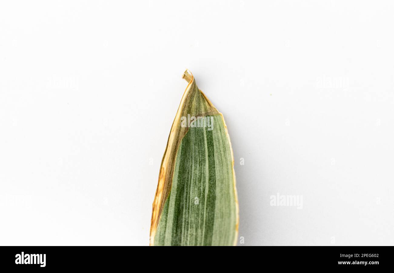 Dry tip of a sansevieria trifasciata bantels sensation snake plant leaf Stock Photo