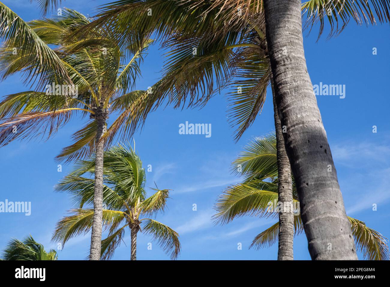 Palm Trees in the Tropical Florida Stock Photo Alamy