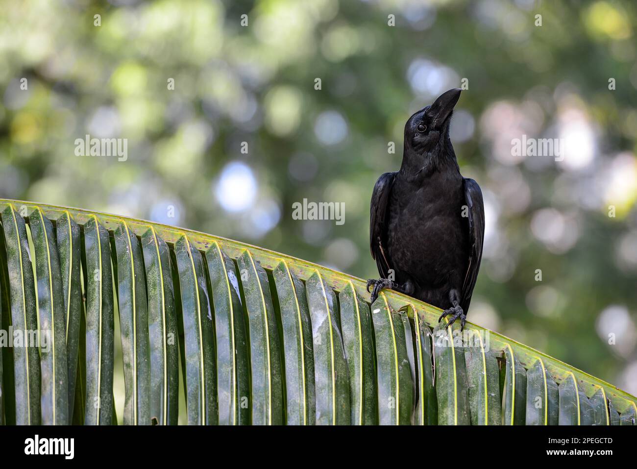 Black raven sitting on palm branch looking in Lumpini national park Bangkok Thailand Stock Photo