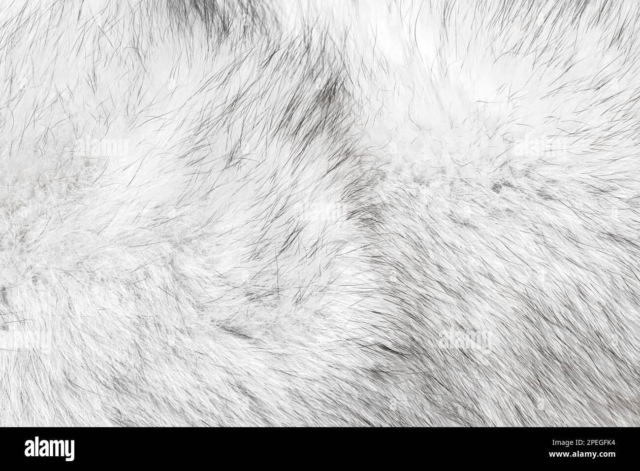 Silver natural fox fur polar white black hair texture suitable as background Stock Photo