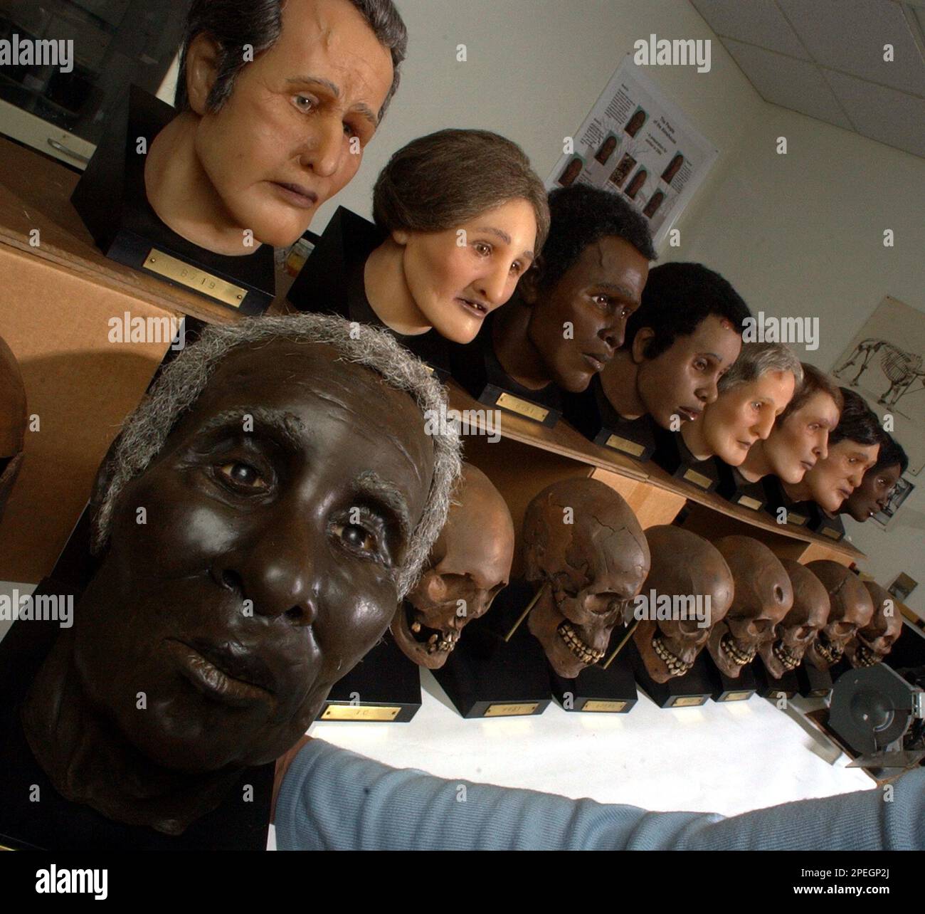 Reconstructions created by Gay Malin, a facial reconstruction