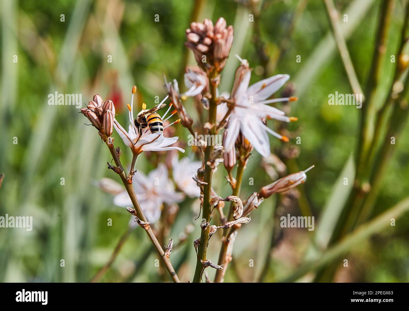 Branched Asphodel: A species of asphodel also known as King's Wand, King's Staff and Small Asphodel, its botanical name is Asphodelus Ramosus. Bee on Stock Photo