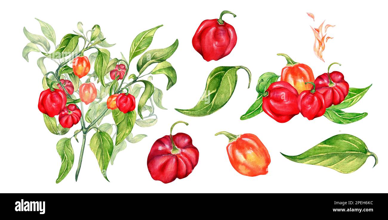 Set of habanero hot pepper bush watercolor illustration isolated on white background. Spicy peppers hand drawn. Design element for wrapping, menu, mar Stock Photo