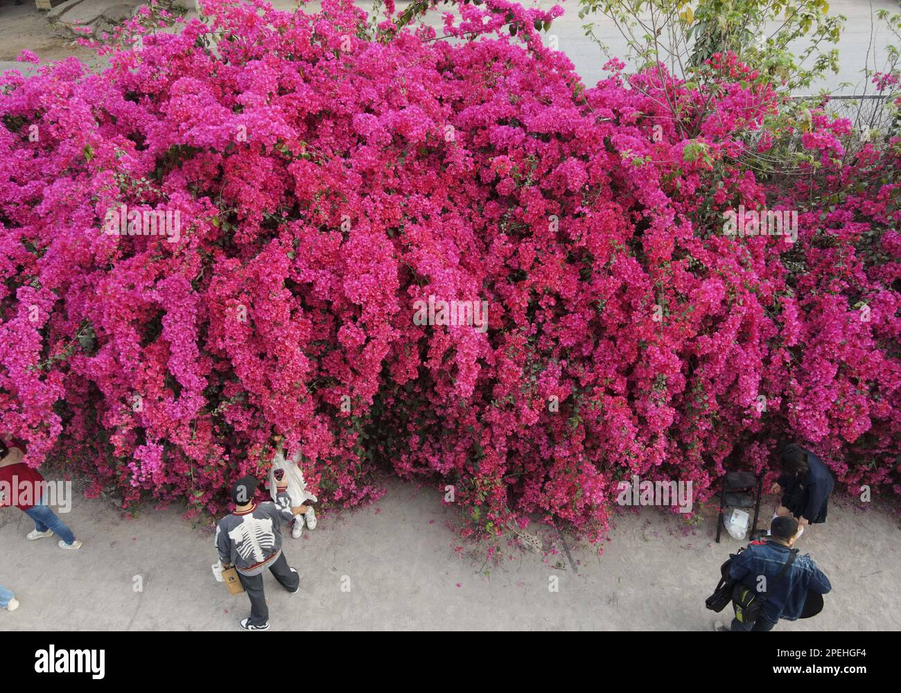 A bougainvillea cascade attracting people to visit in Nanning City ...