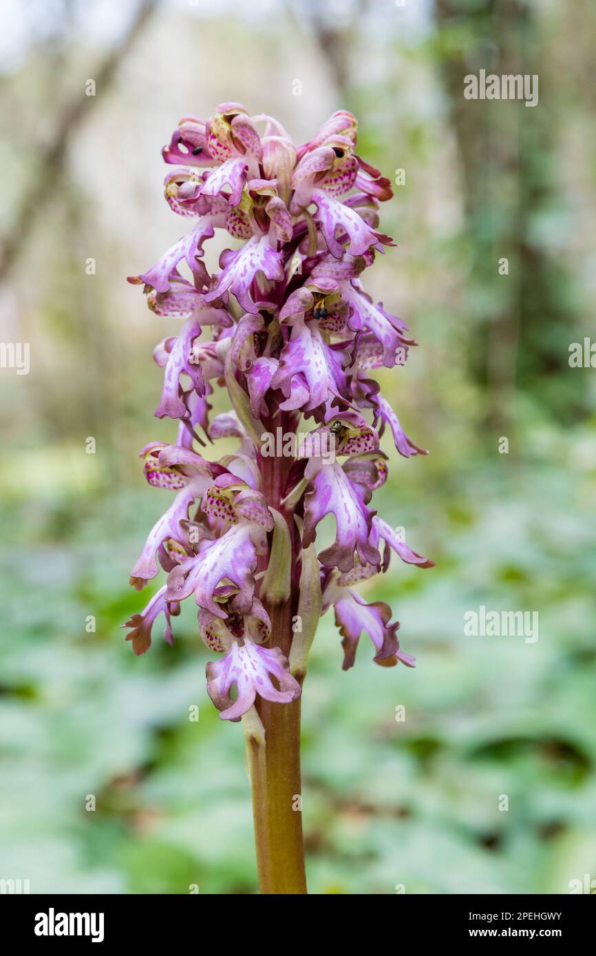 Barlia robertiana, giant orchid, Himantoglossum robertianum, near Banyoles, Catalonia, Spain Stock Photo