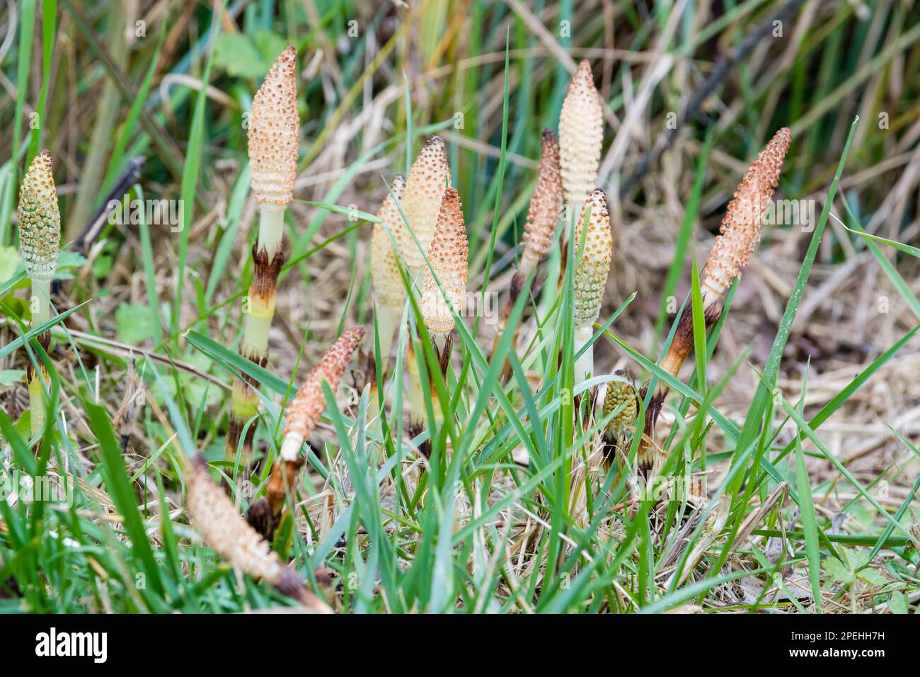 Spore-bearing strobilus, great horsetail, Equisetum telmateia, Banyoles, Catalonia, Spain Stock Photo