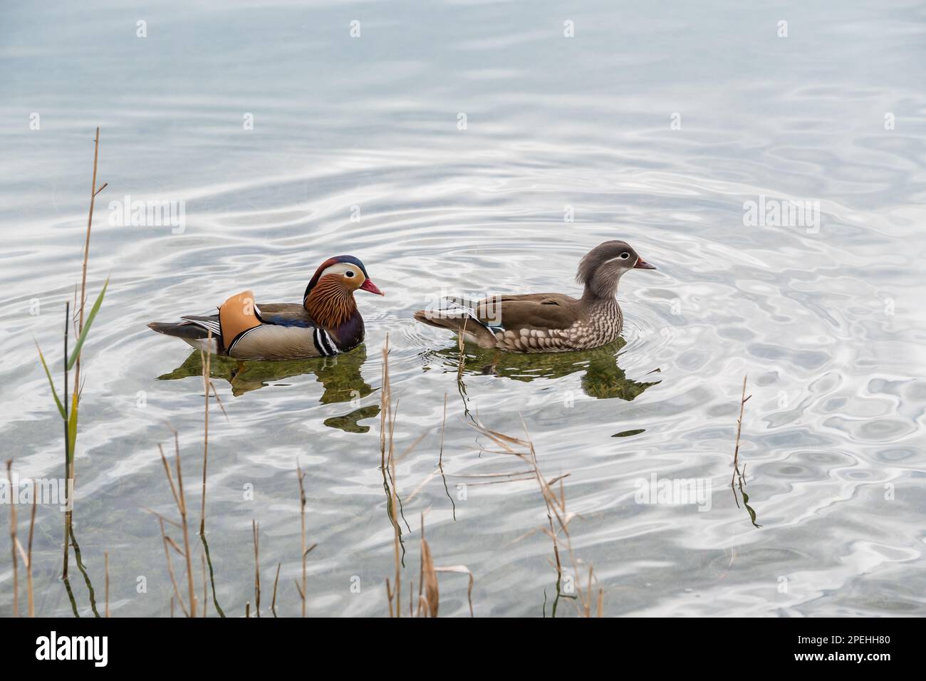 mandarin duck, Aix galericulata, on the Lake of Banyoles, Banyoles, Catalonia, Spain Stock Photo