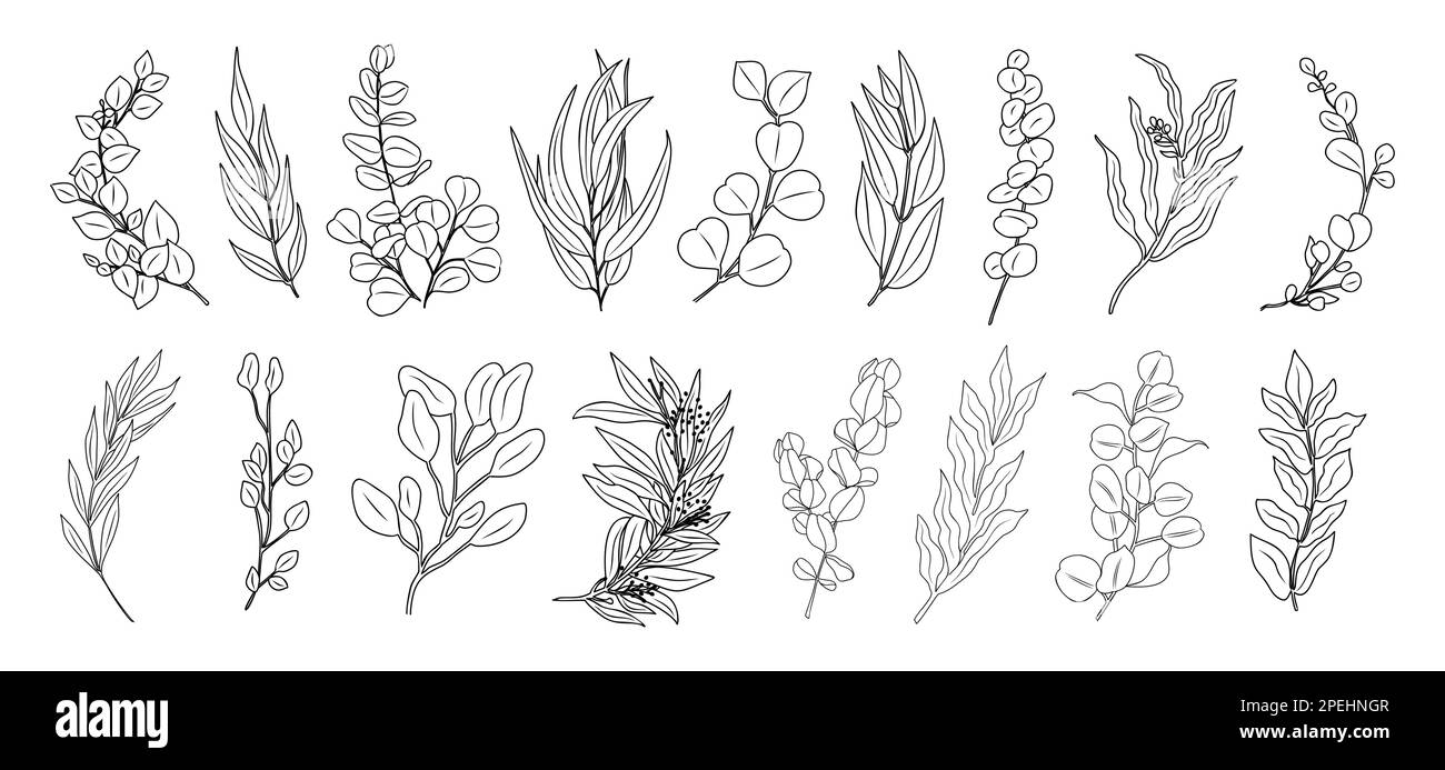 Eucalyptus line art Stock Vector Images Alamy