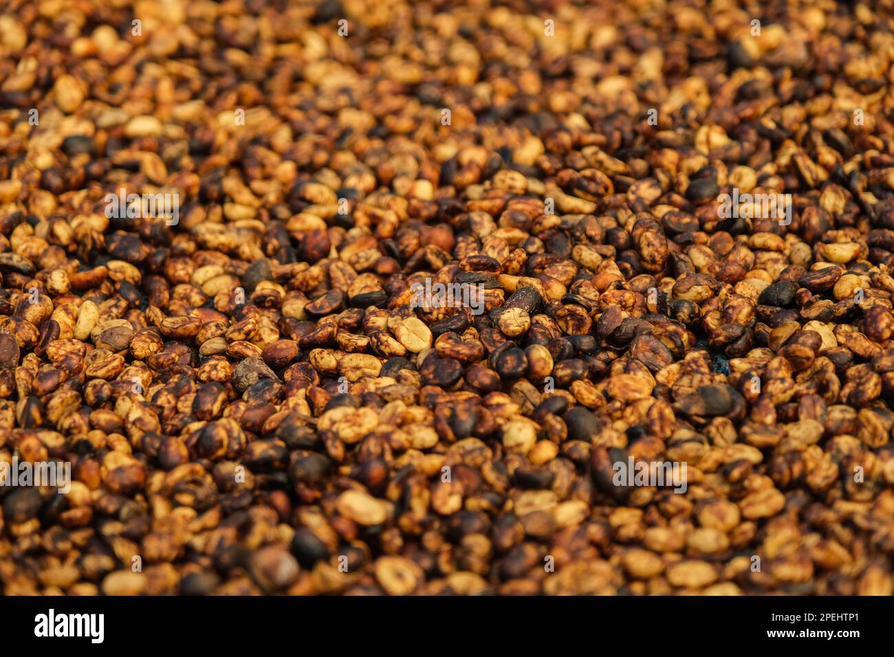 Background of bulk drying of coffee beans under sunlight. The natural