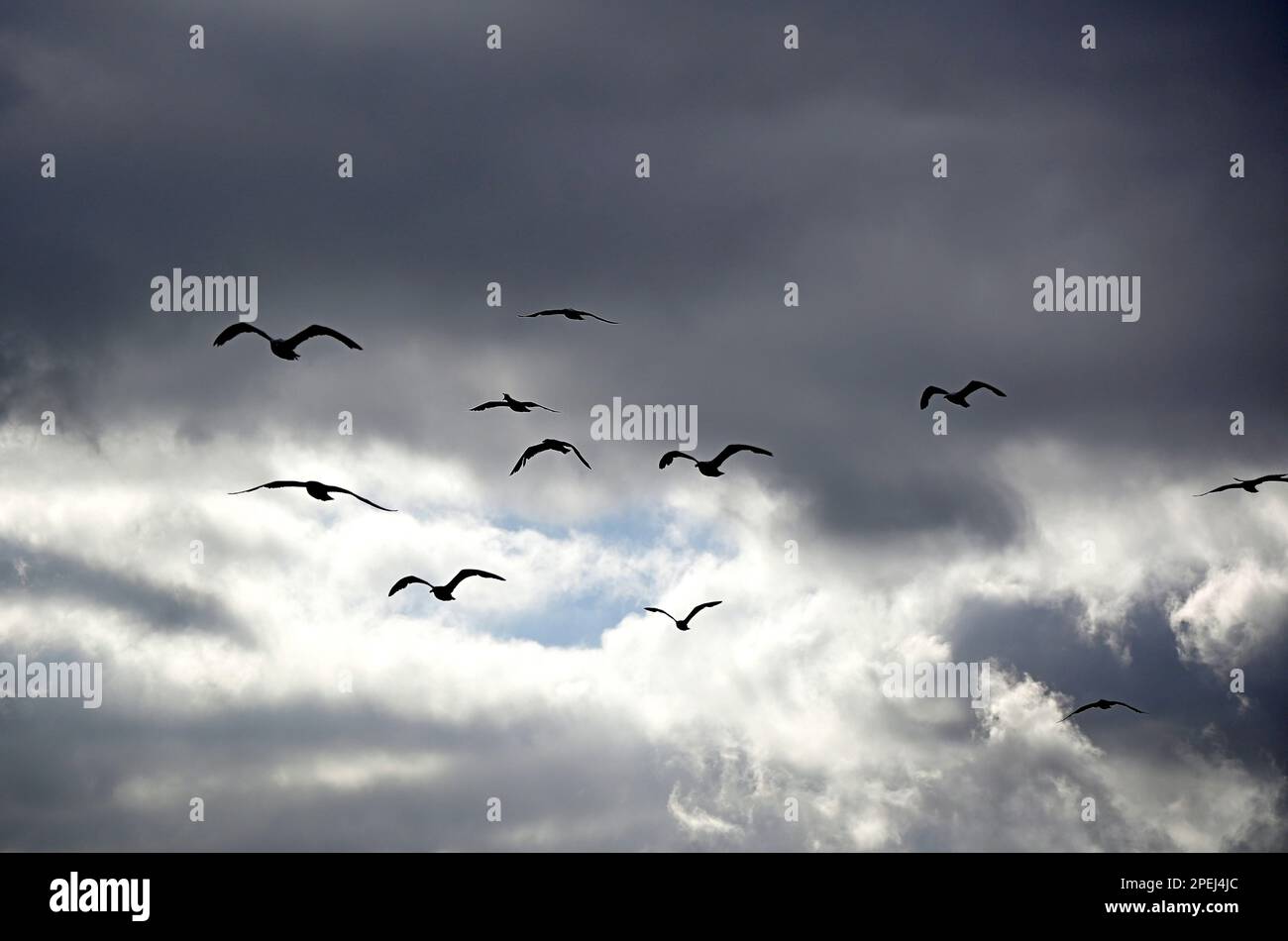 Flying seagulls against sstormy background, Strand, South Africa. Stock Photo