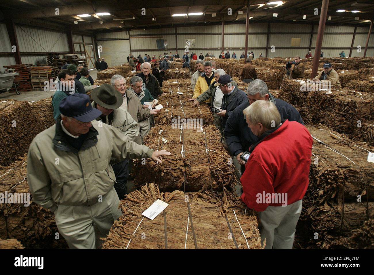 The auction moves down a row of baled burley the opening day of