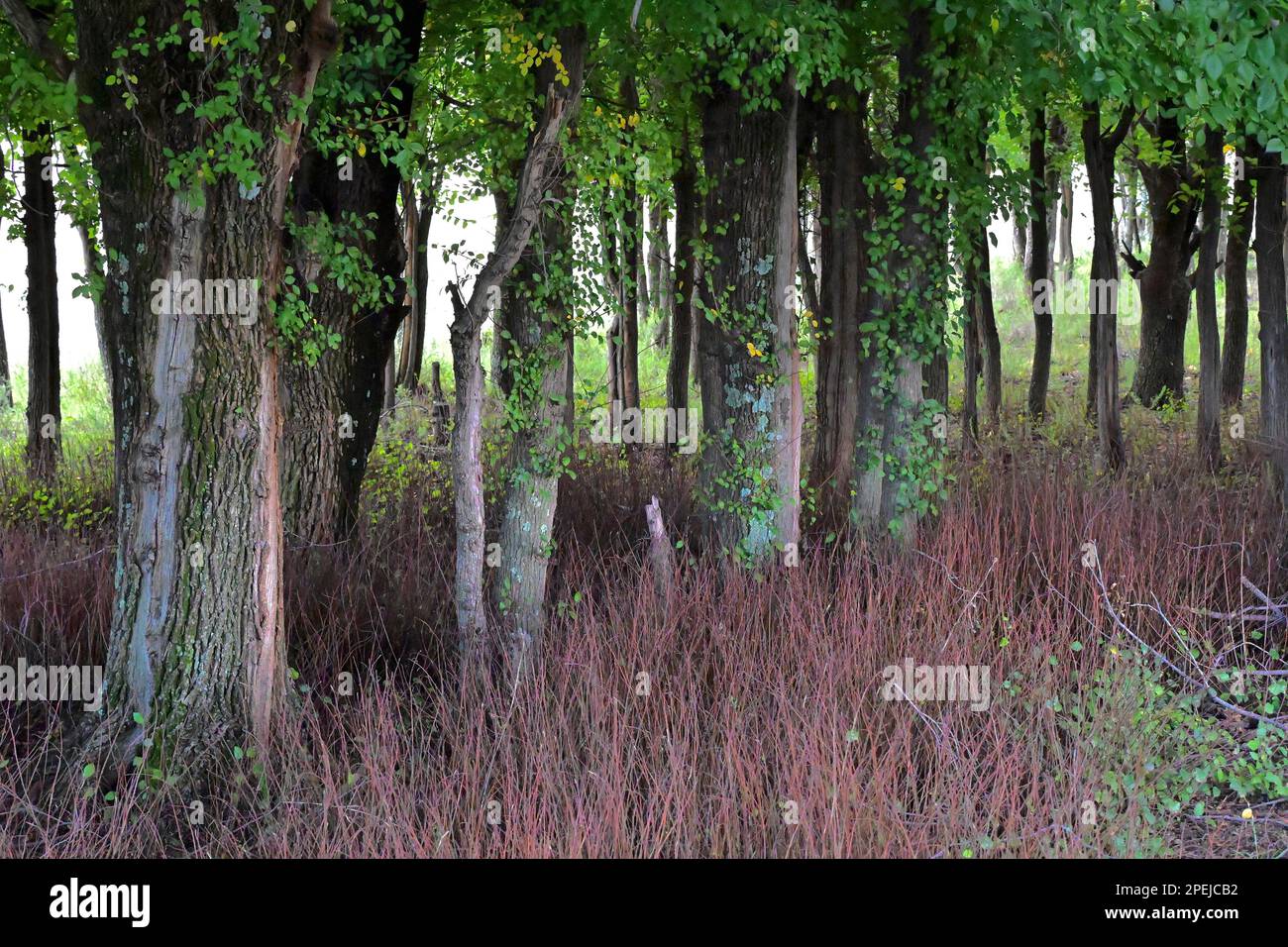 Poplar tree trunks near Aliwal North, South Africa Stock Photo Alamy